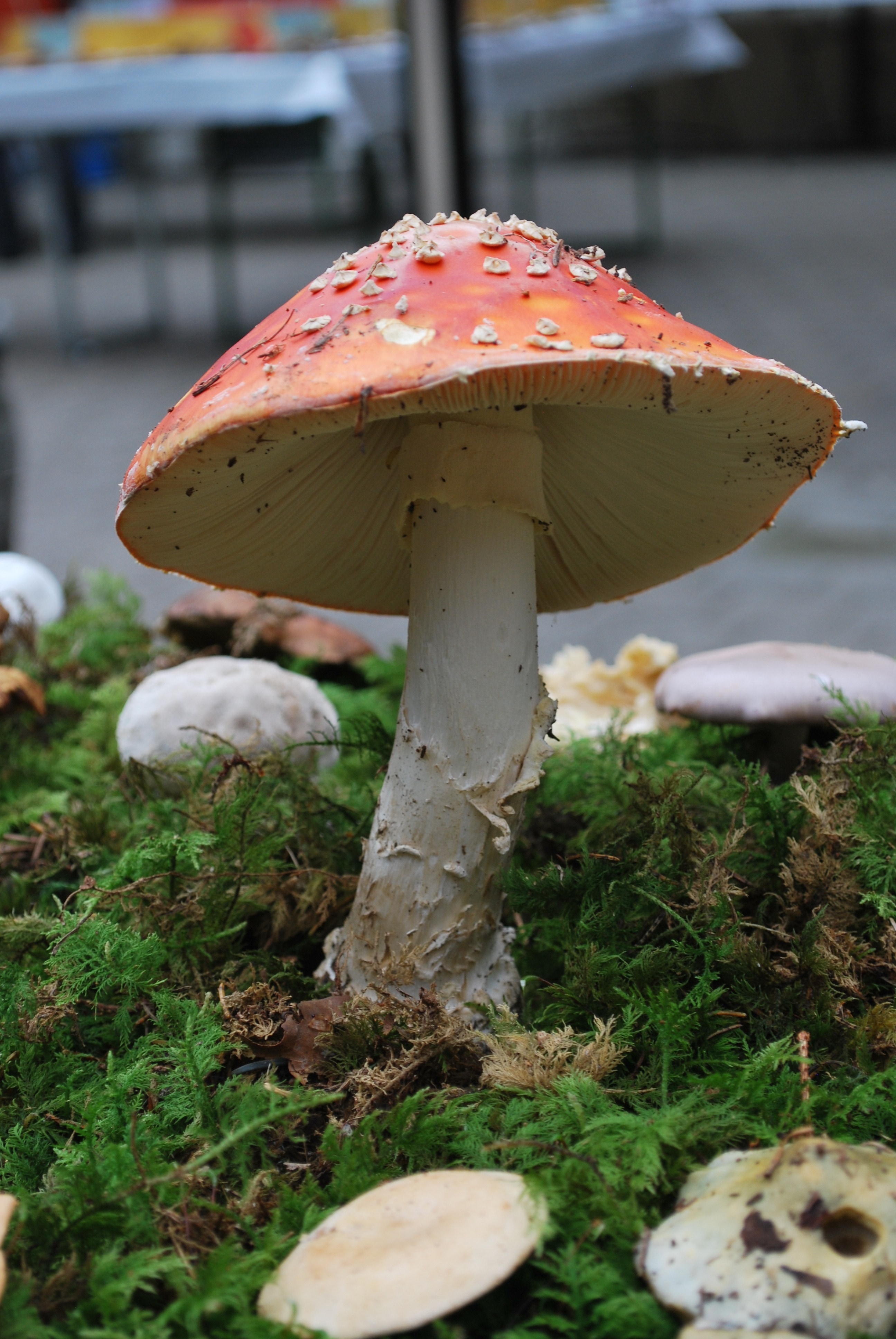 close-up photo of mushroom on green moss