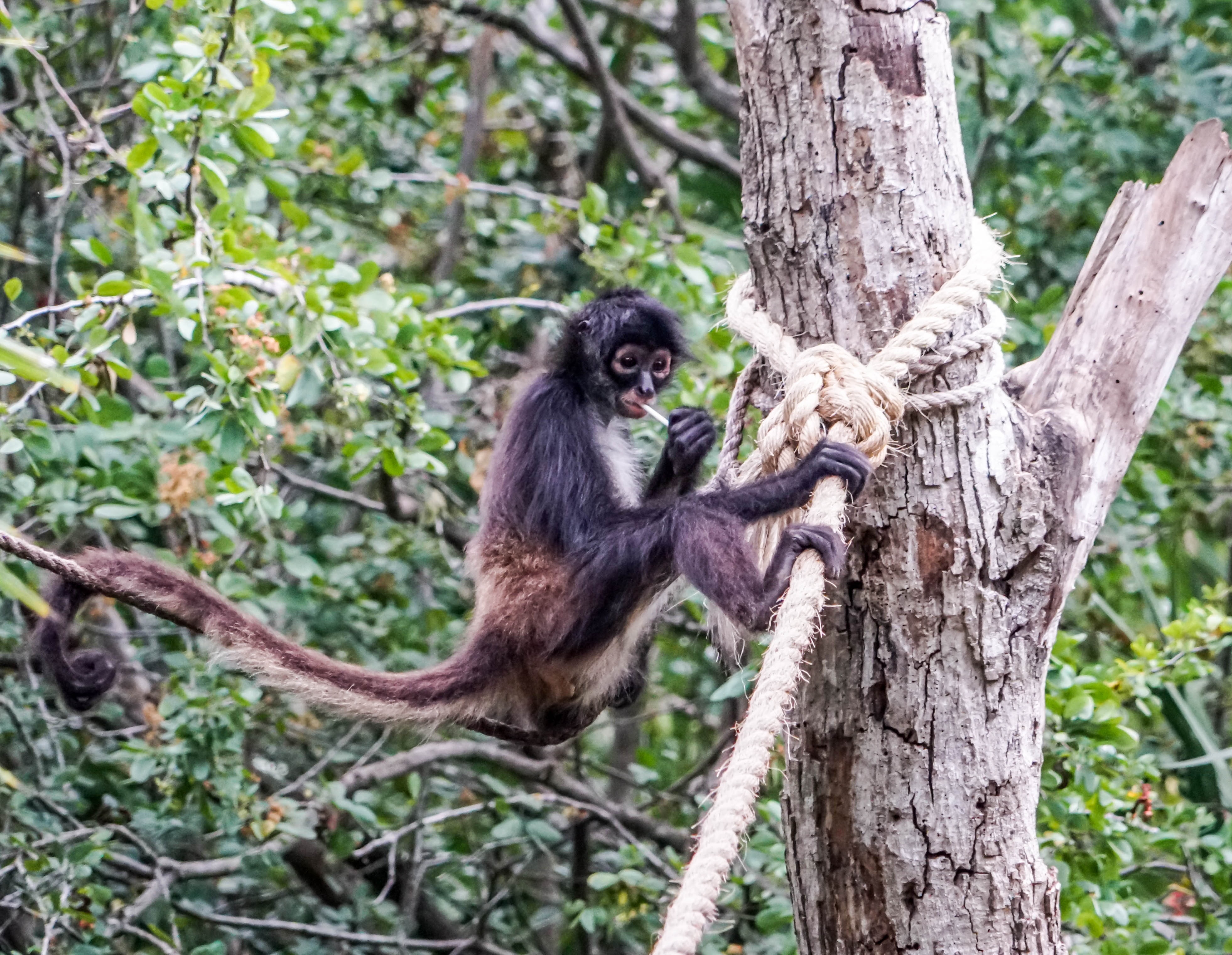 black and brown monkey