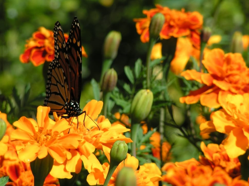 monarch butterfly perched on orange flower preview