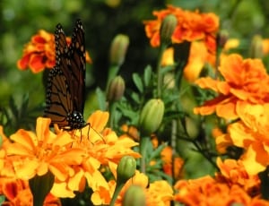 monarch butterfly perched on orange flower thumbnail