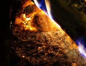 burning wood thumbnail