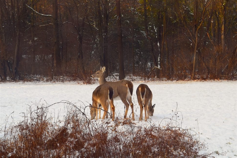 3 brown deers preview