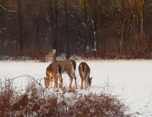 3 brown deers thumbnail