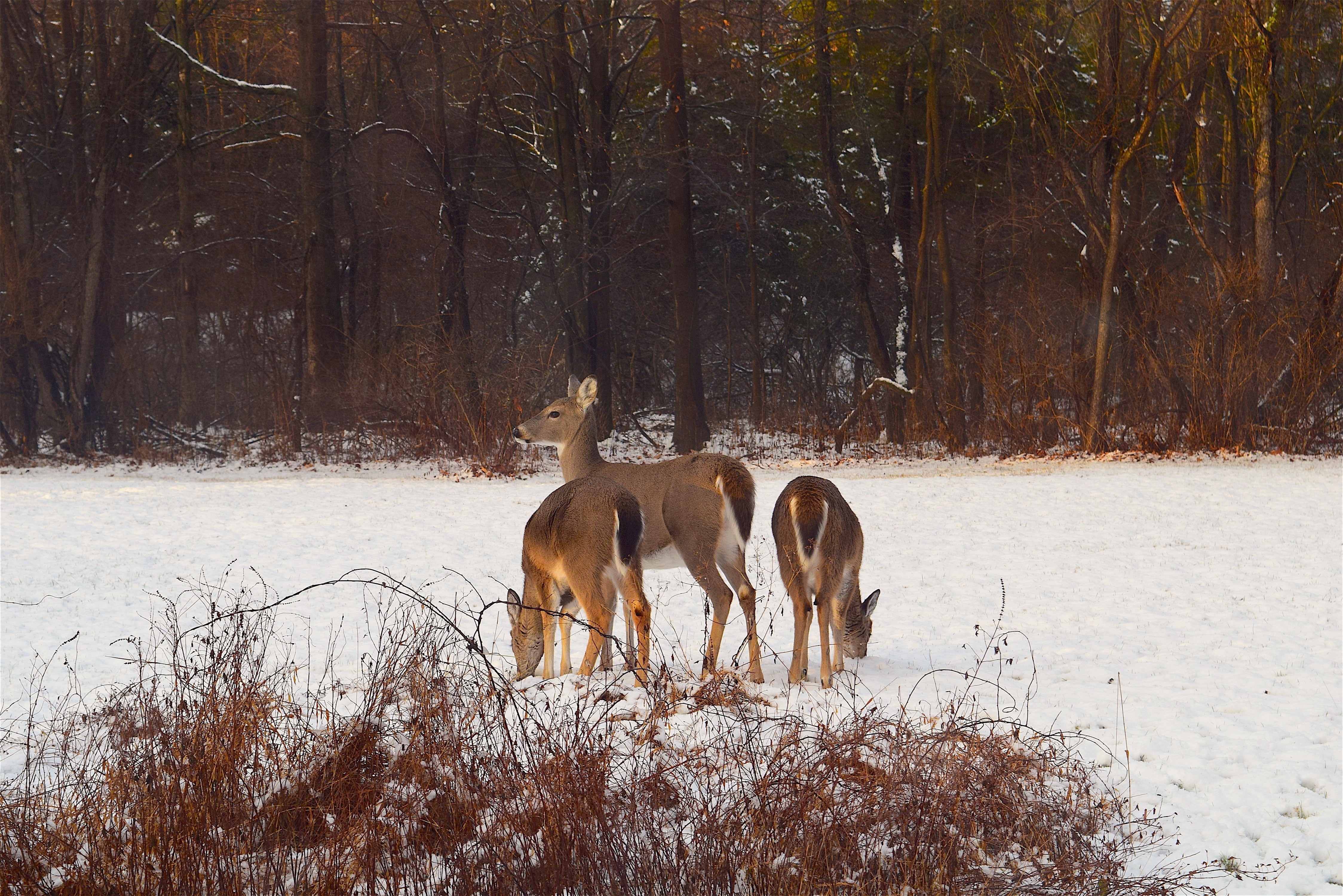 3 brown deers