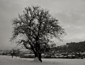 grayscale of tree thumbnail