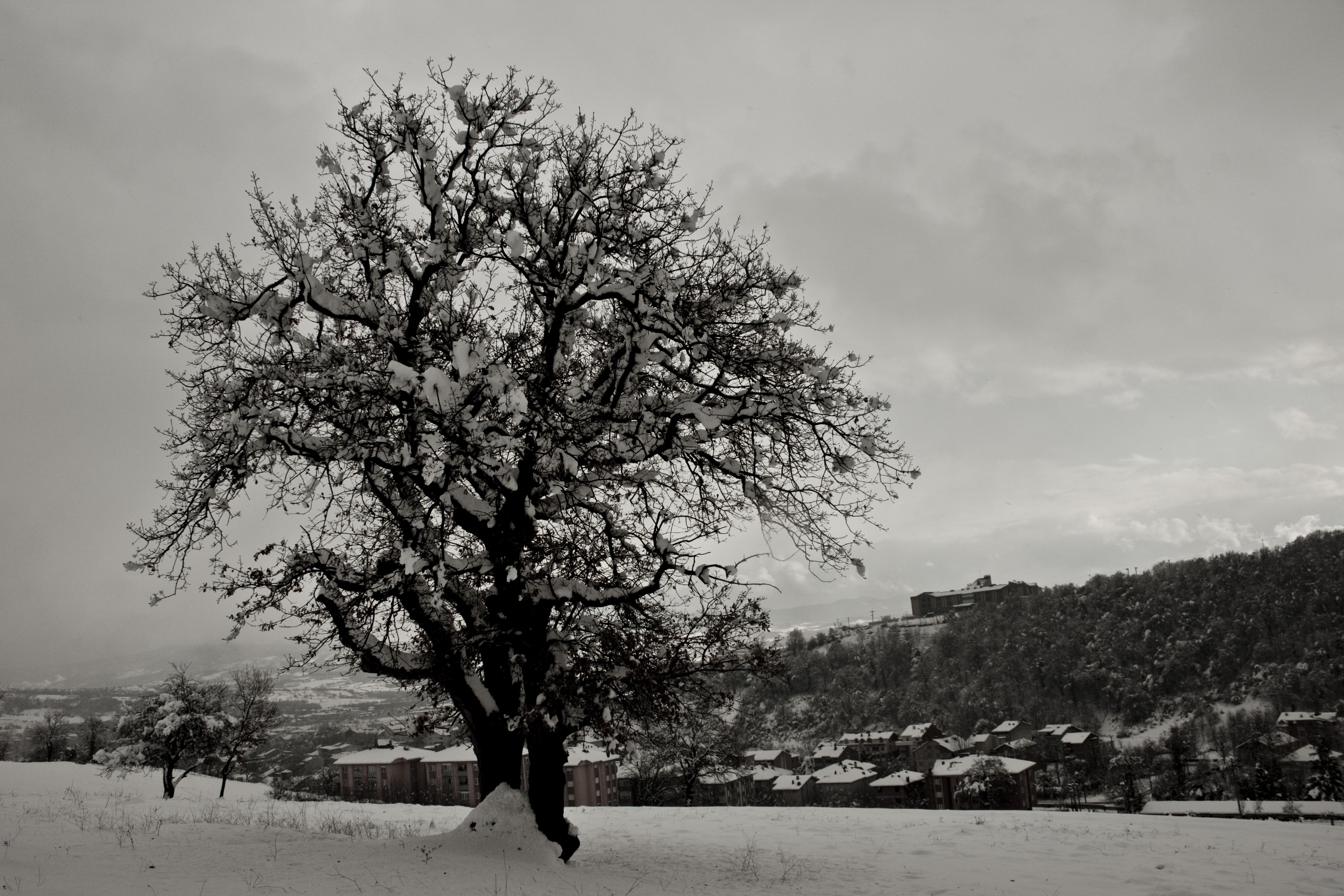 grayscale of tree