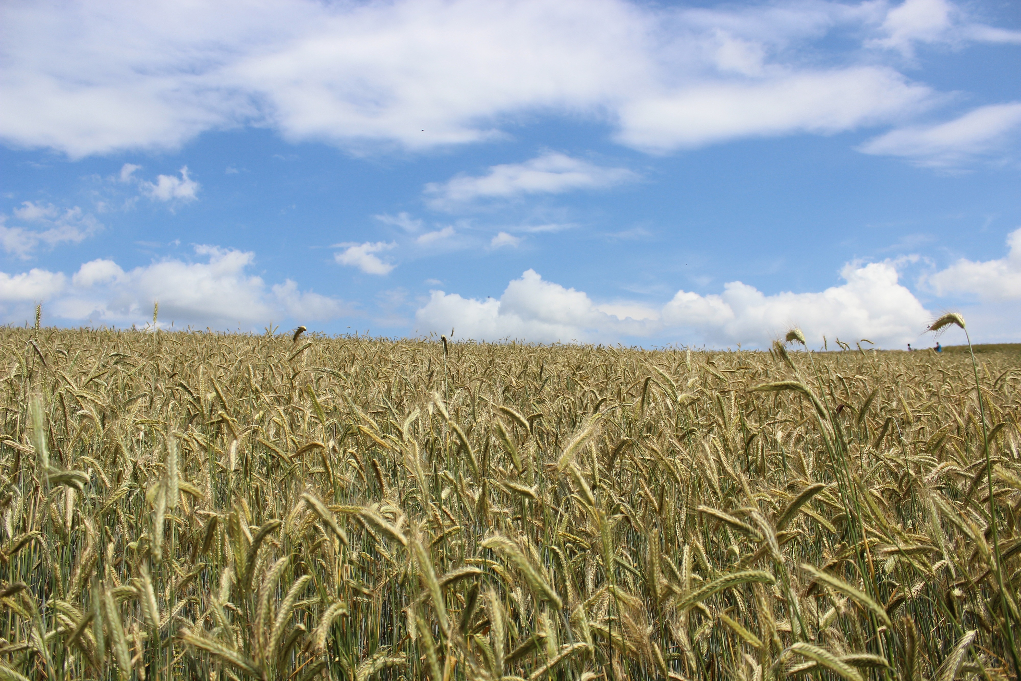 Пшеничные культуры. Черноземье кукурузные поля. Поле пшеницы. Ржаное поле. Поле зерна.