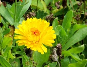yellow dandelion flower thumbnail