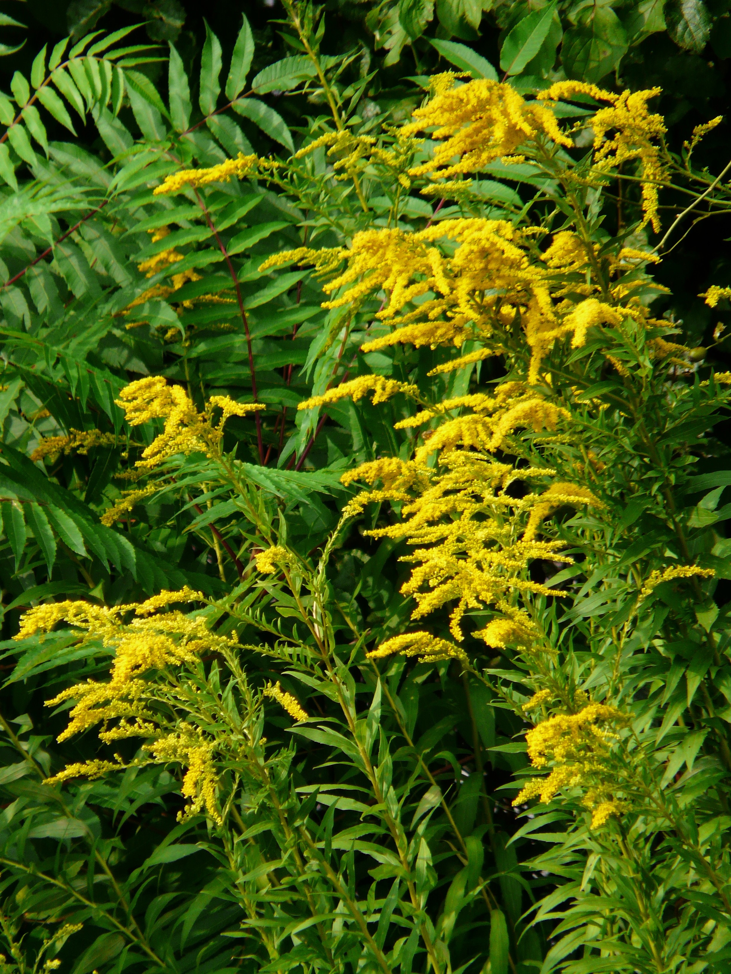 yellow floral green leafy plant