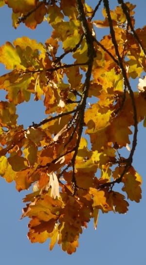 maple leafs thumbnail
