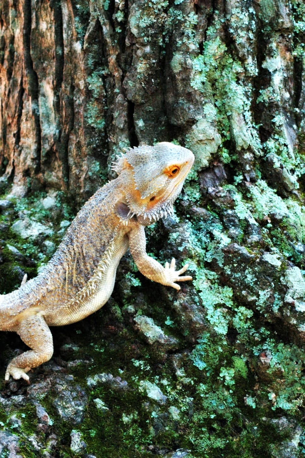 bearded dragon on a trunk preview
