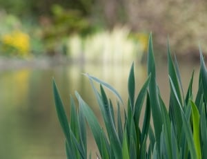 green leaf plant beside lake in macro photography thumbnail