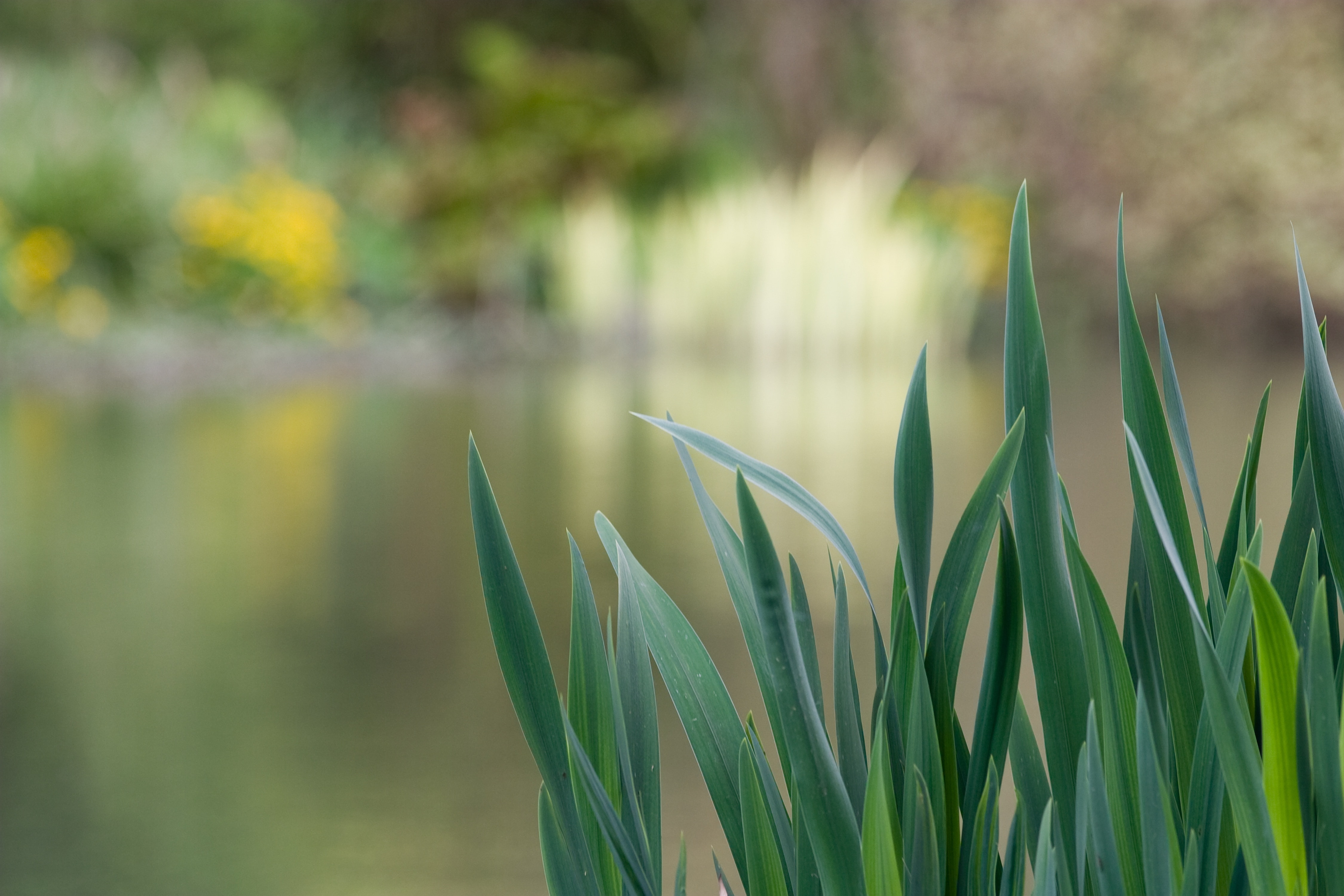 green leaf plant beside lake in macro photography
