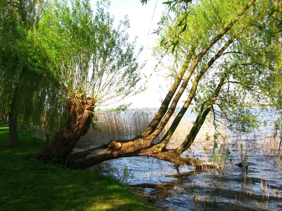 brown wood branch next to body of water during daylight preview