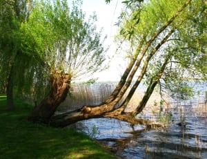 brown wood branch next to body of water during daylight thumbnail
