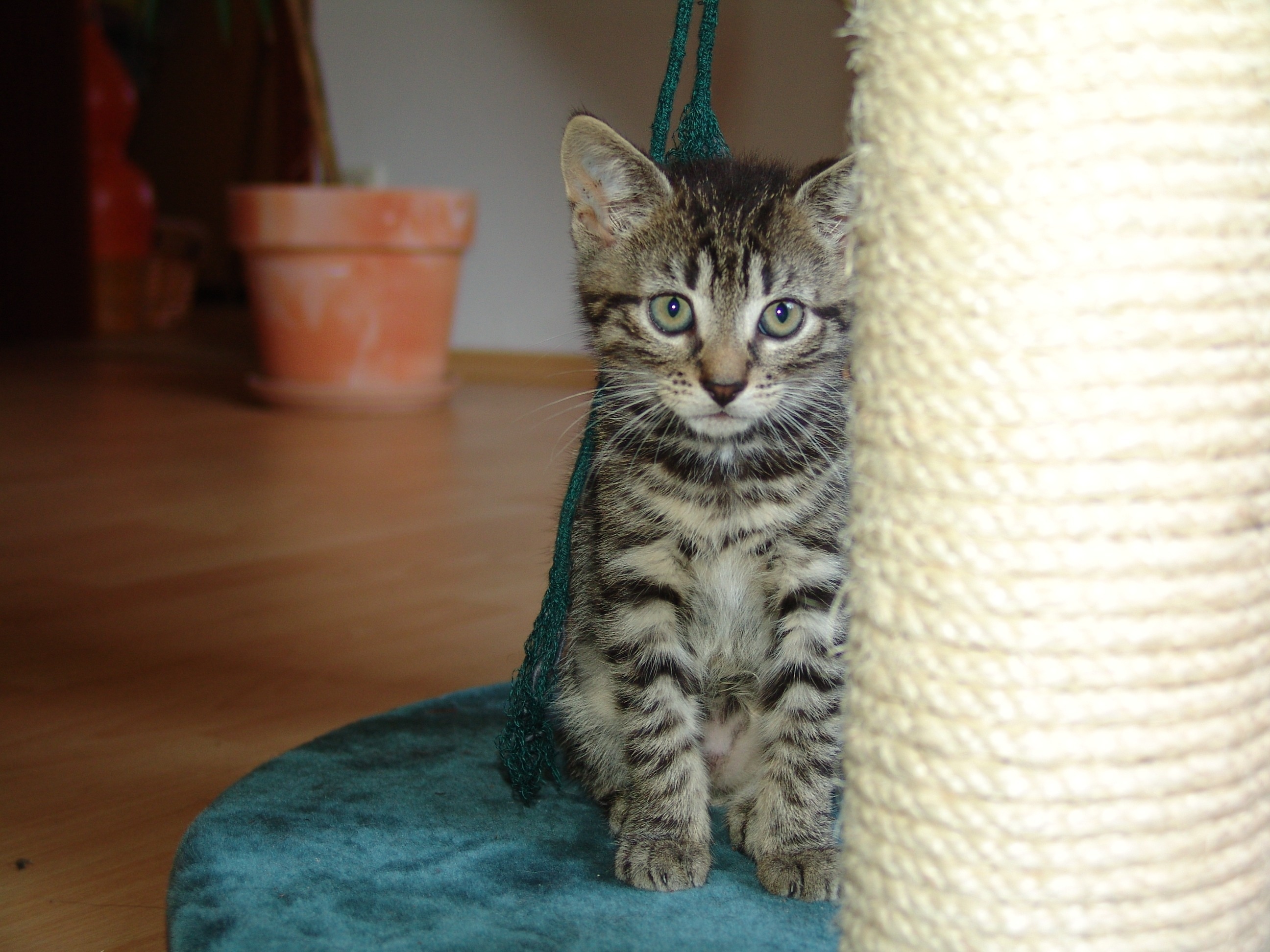 silver and black tabby kitten