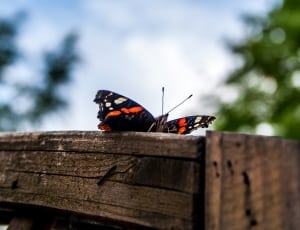 black orange and white banded butterfly thumbnail