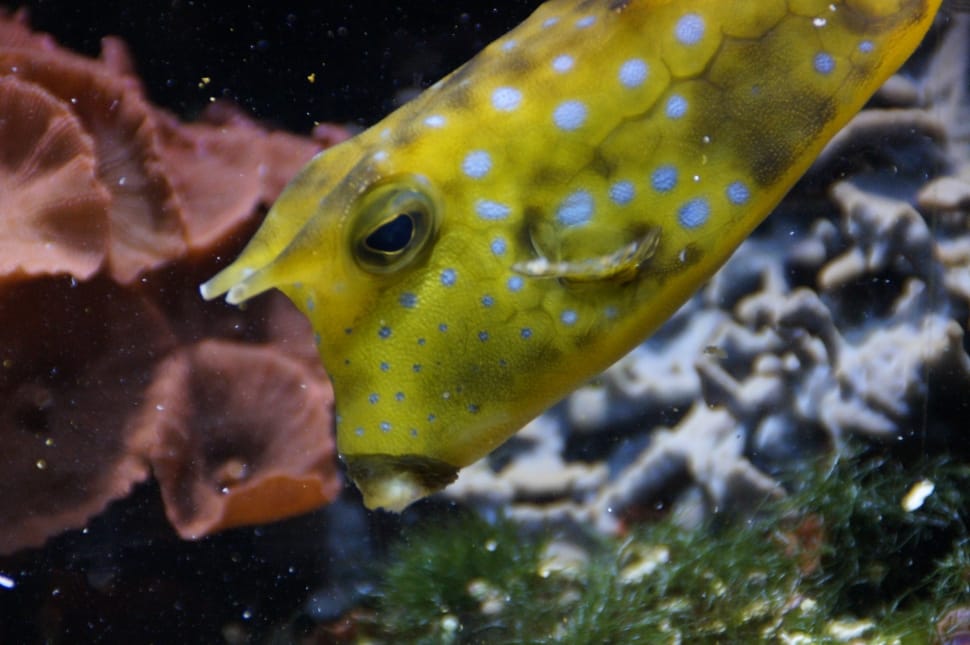 yellow and white spotted fish preview