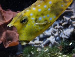 yellow and white spotted fish thumbnail