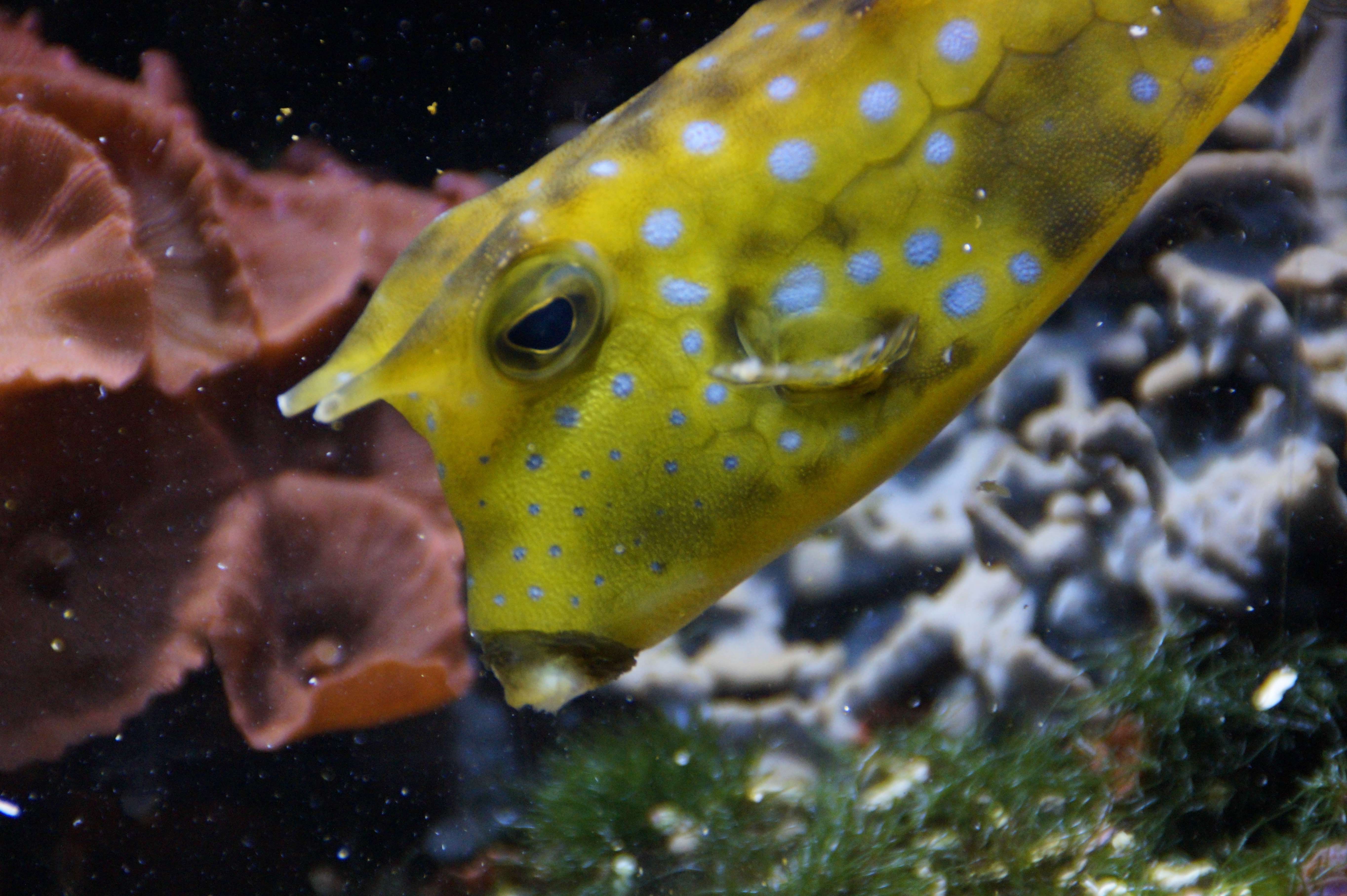 yellow and white spotted fish