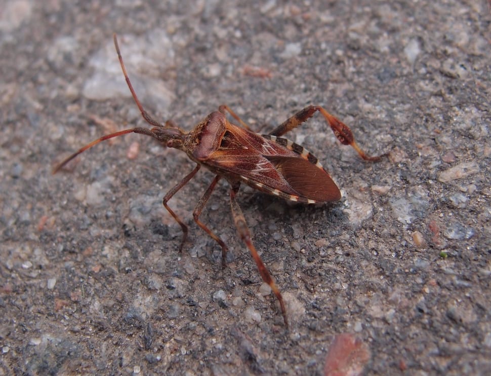 western conifer seed bug preview