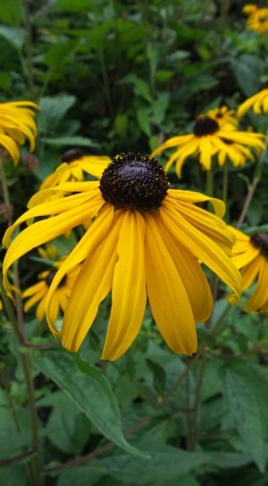 sunflower filed thumbnail
