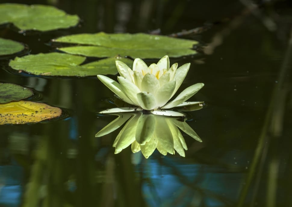 green water lily preview