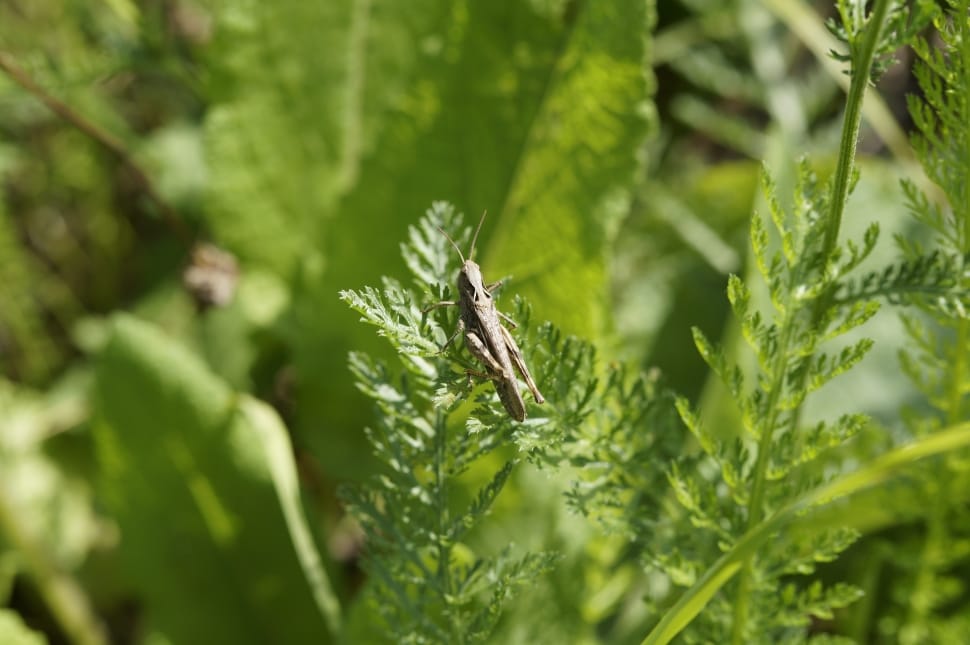 migratory locust preview