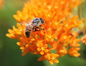 black and orange bee thumbnail