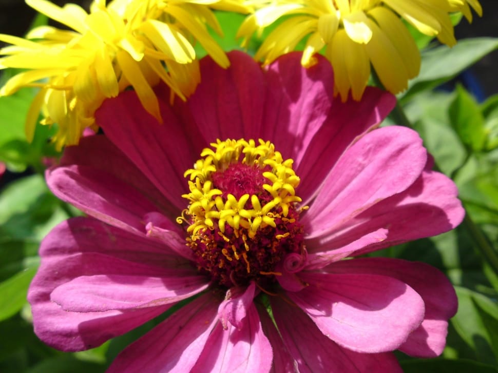 yellow and pink daisy flowers preview