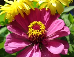 yellow and pink daisy flowers thumbnail
