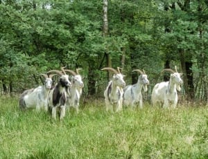 white and black kiko goats thumbnail