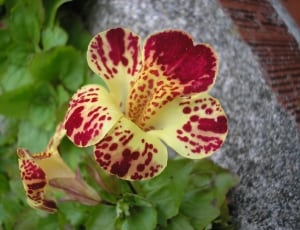 red yellow petaled flower thumbnail