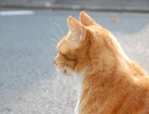 orange and white cat thumbnail