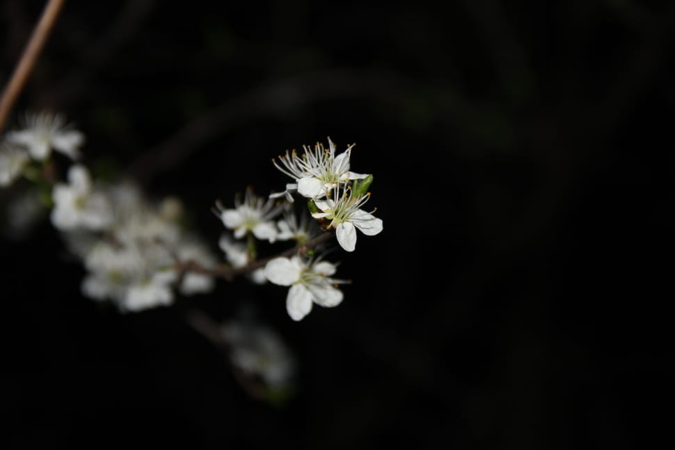 white cherry blossom preview