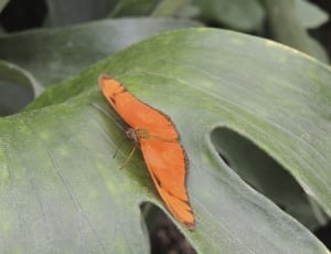 orange and black buttefly thumbnail