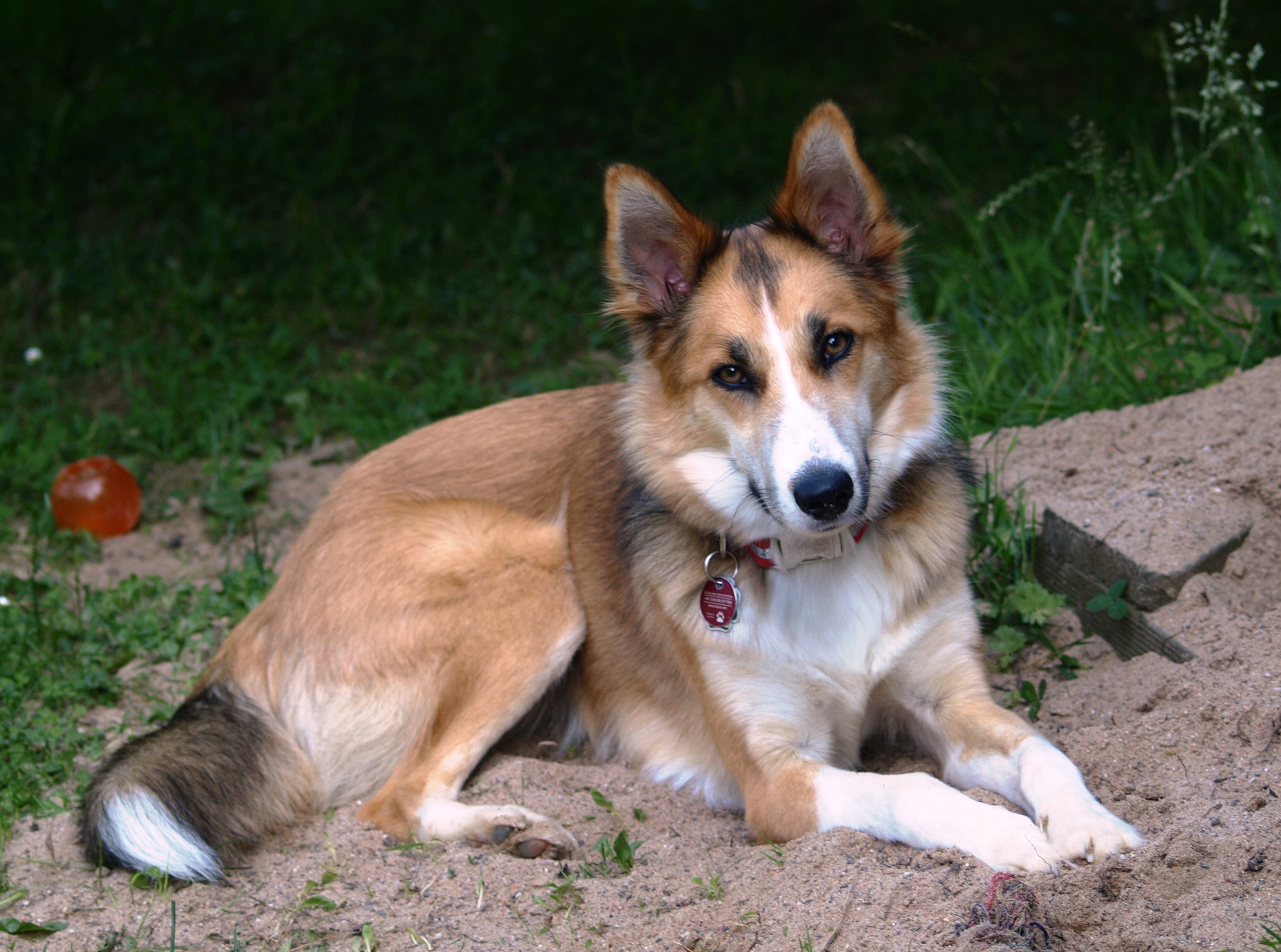 tricolor smooth collie