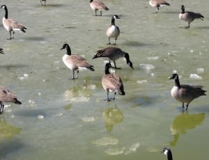 flock of canada goose thumbnail