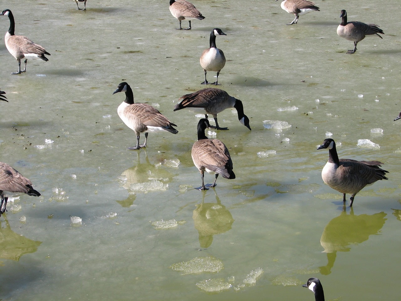 flock of canada goose