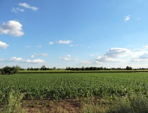 photography of corn fields on a sunny day thumbnail