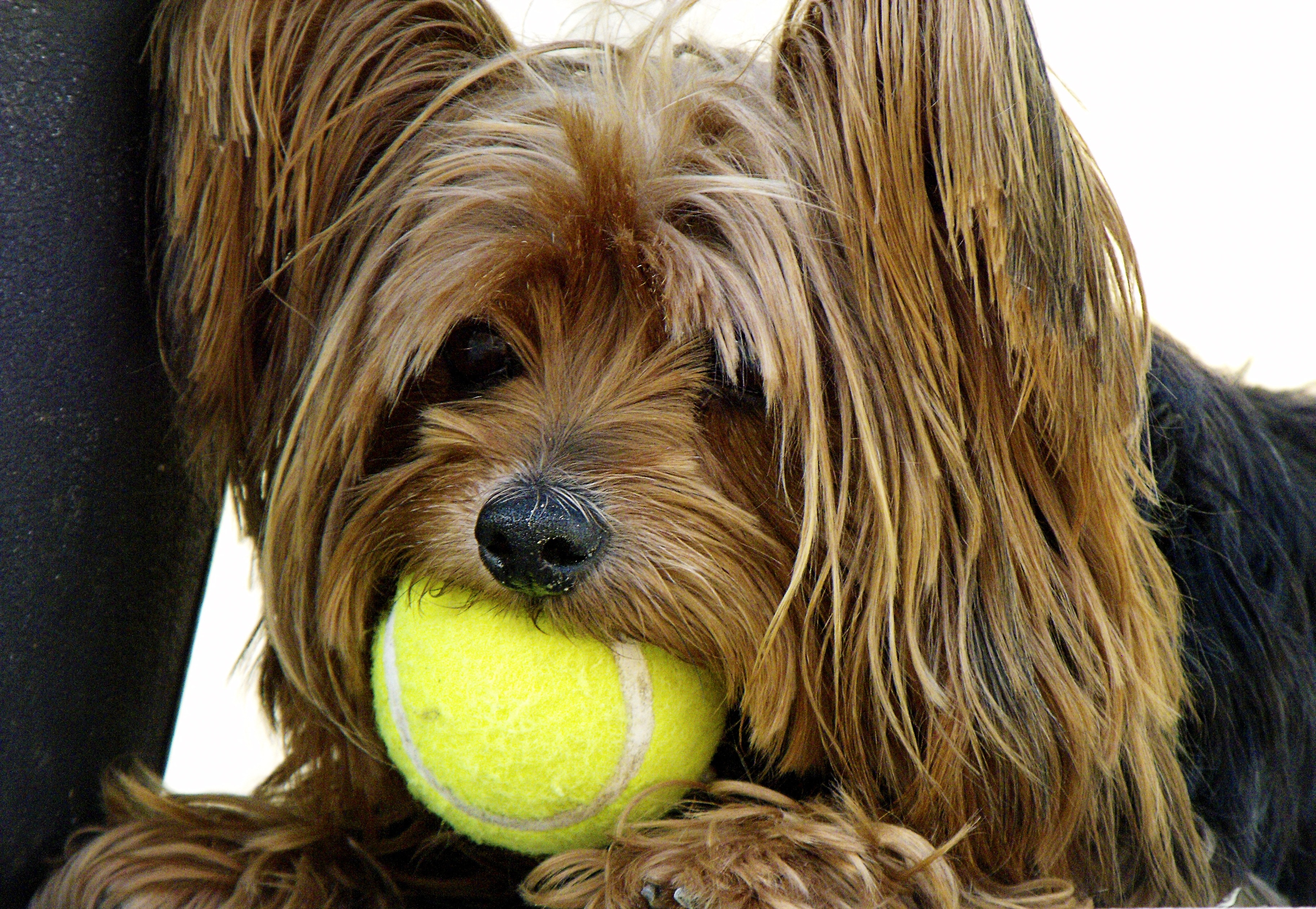 tan and black yorkshire terrier