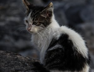 Cat, Kitten, Stray Cat, Black And White, domestic cat, one animal thumbnail