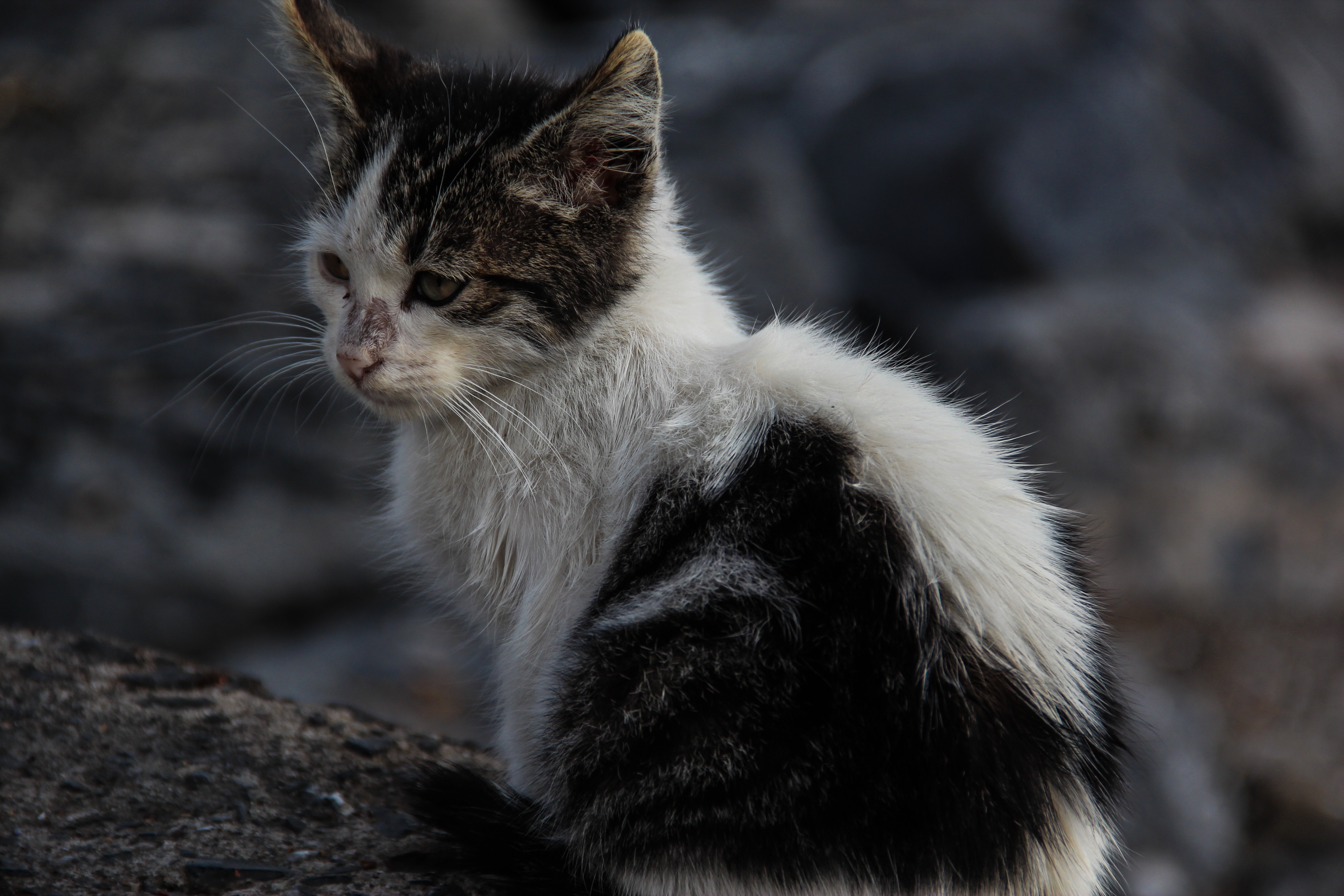 Cat, Kitten, Stray Cat, Black And White, domestic cat, one animal