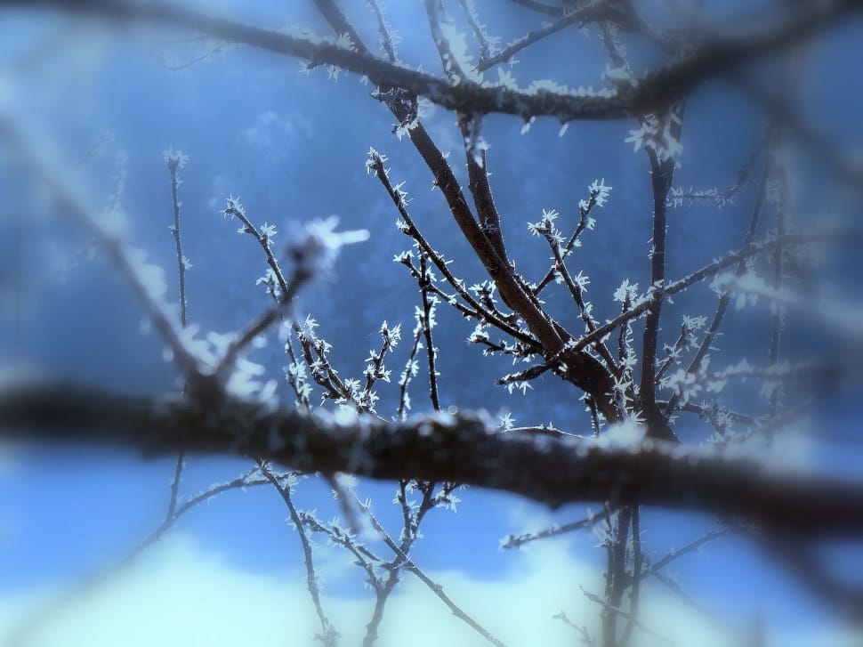 frosted tree branch preview