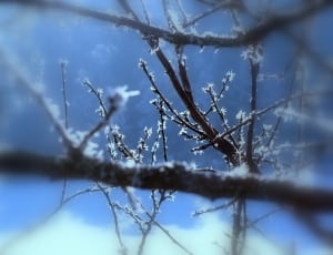 frosted tree branch thumbnail