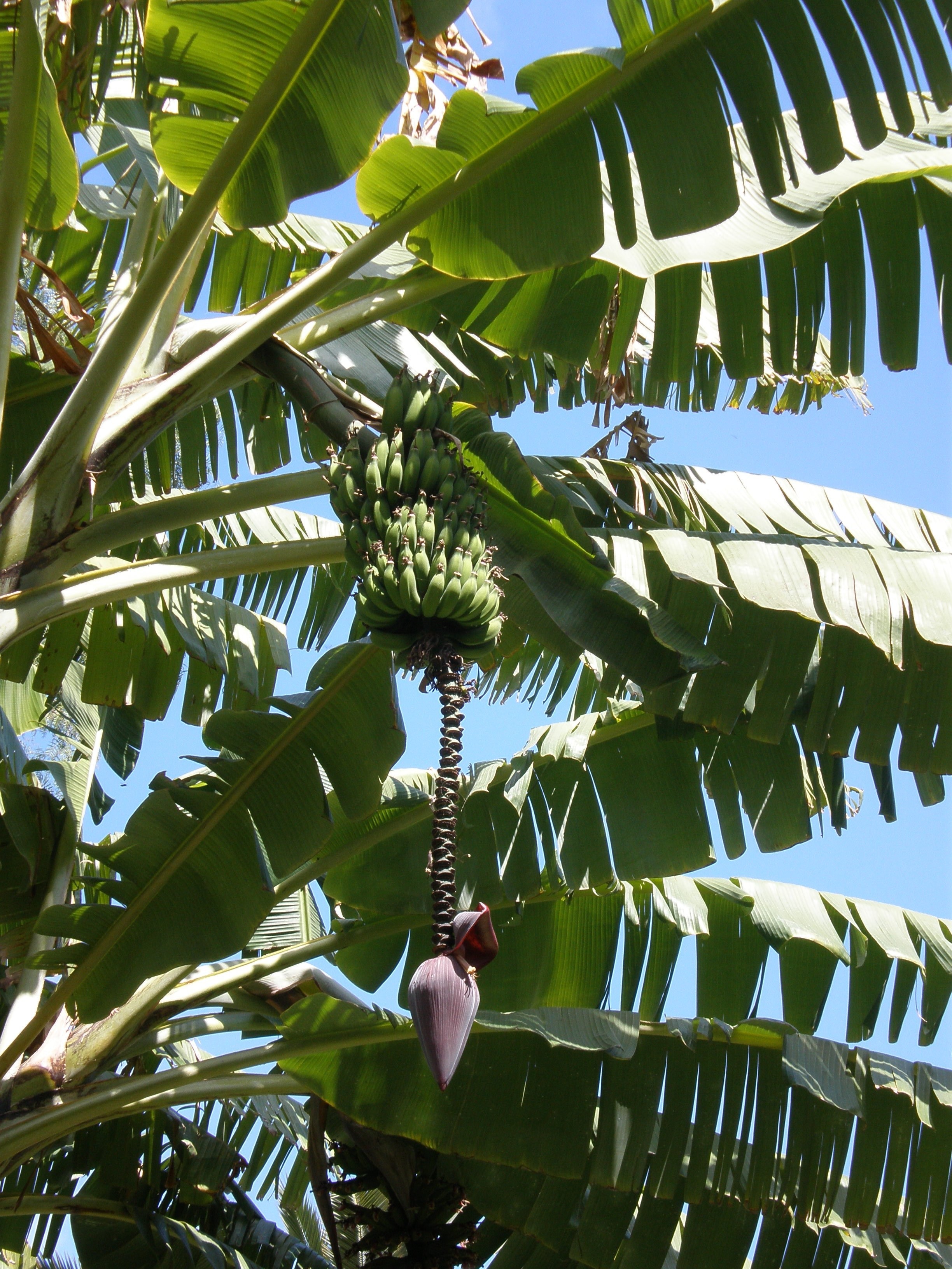 750x1334 wallpaper | banana plant | Peakpx