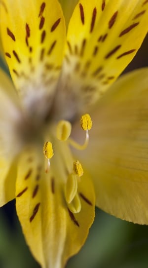 slective focus yellow brown petaled flower thumbnail