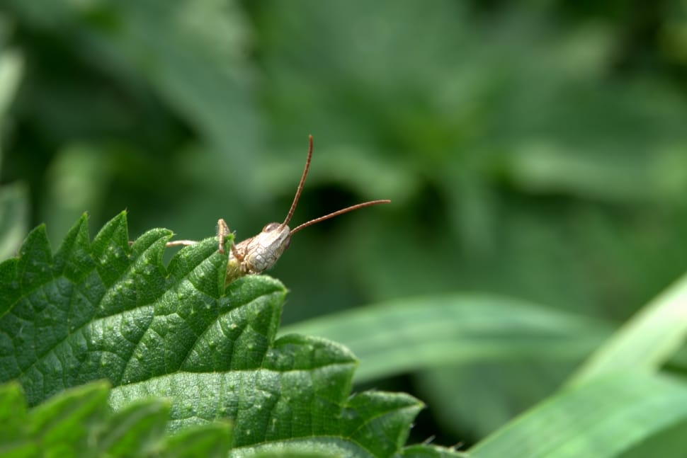 brown grasshopper in green leaf preview