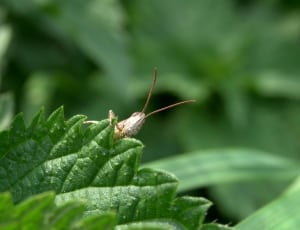 brown grasshopper in green leaf thumbnail
