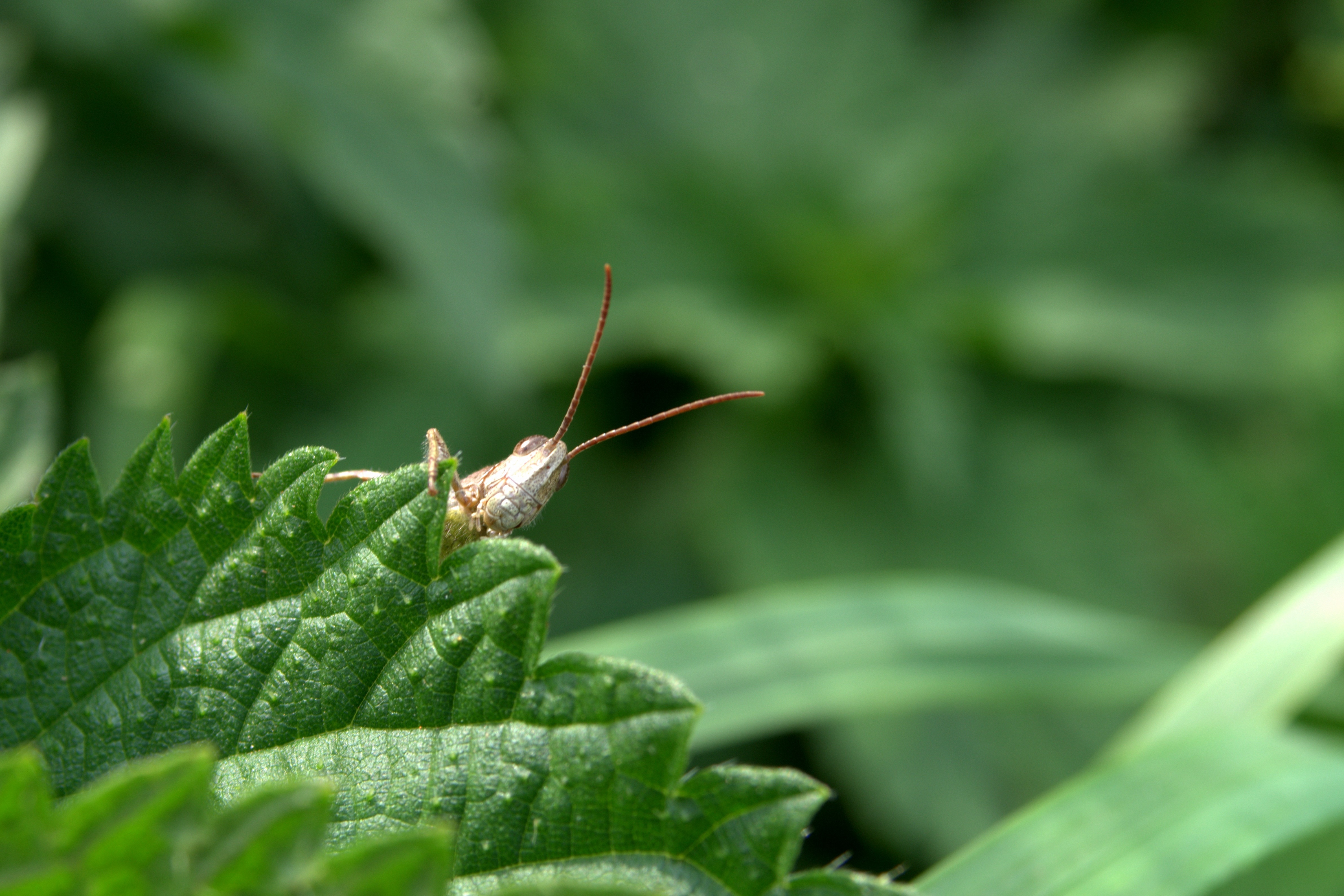 brown grasshopper in green leaf